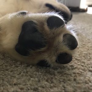 Meet your Posher, Monica